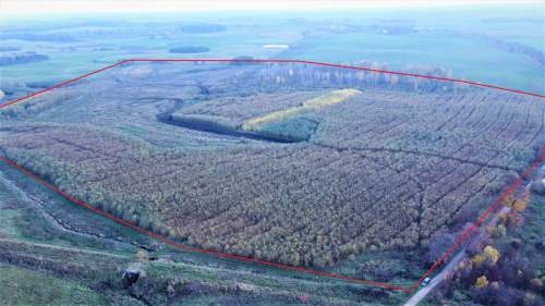 Grunty rolne Koszajny, aktywne plantacje wierzby